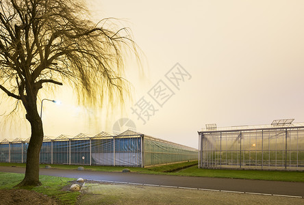 黄昏的荷兰温室威斯特兰地区图片