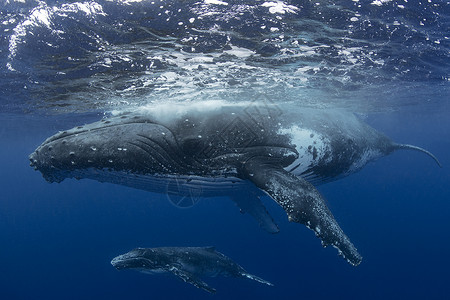 海中的回背鲸图片