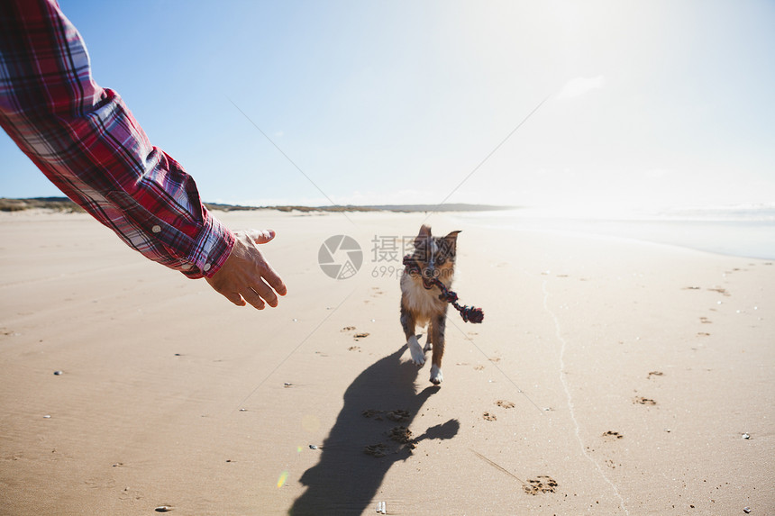 男人在沙滩上与狗玩耍特写图片