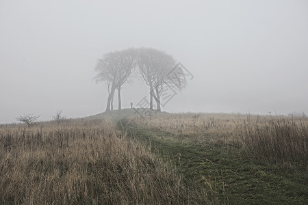 大雾中的树林农村景像图片