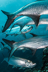 墨西哥金塔纳罗大型塔蓬鱼聚集的水下镜头高清图片