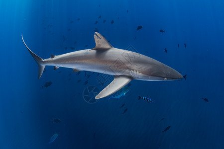 墨西哥塔毛利帕斯海上的丝绸鲨鱼高清图片