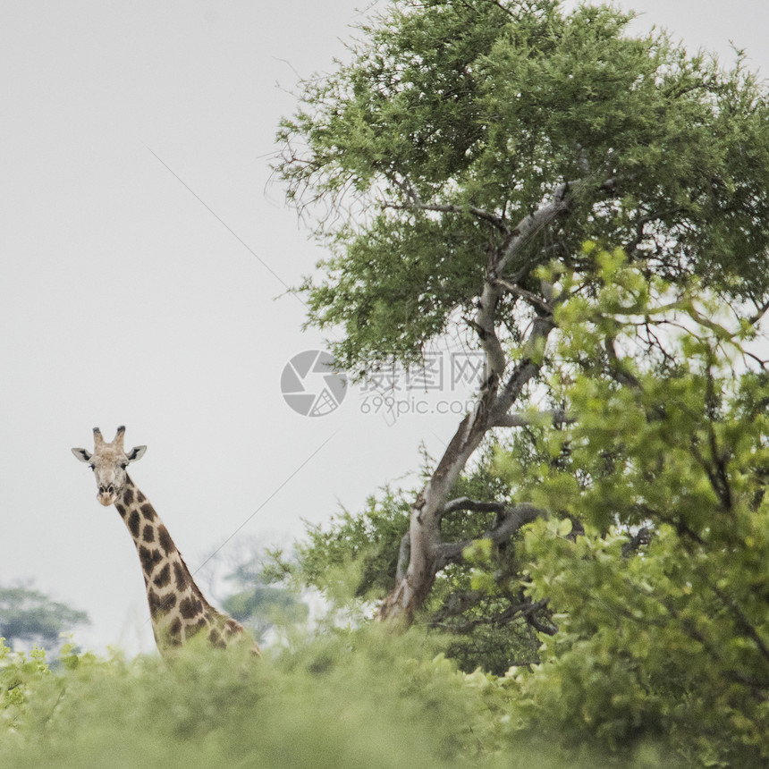博茨瓦纳奥卡万戈三角洲长颈鹿望着摄机图片