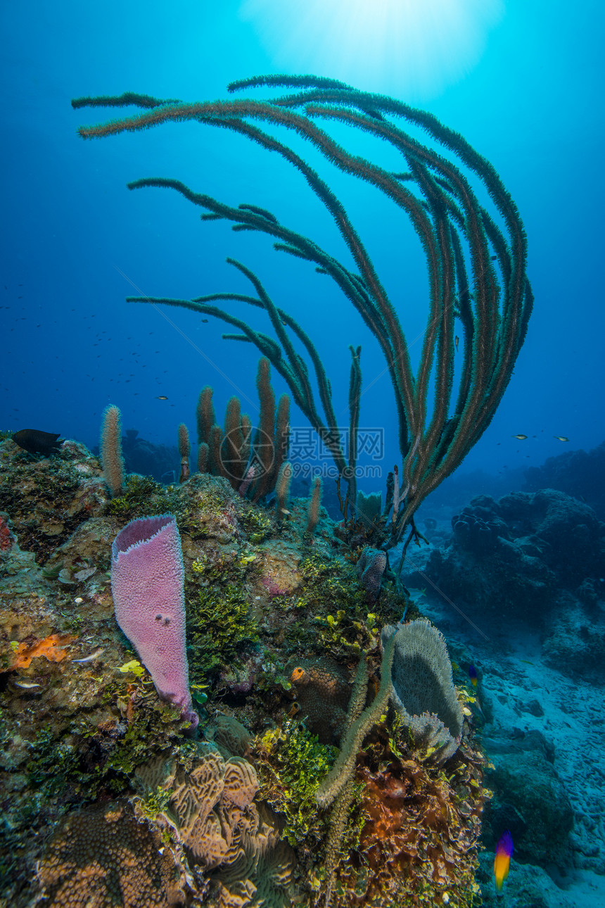 墨西哥金塔纳罗奥珊瑚礁图片