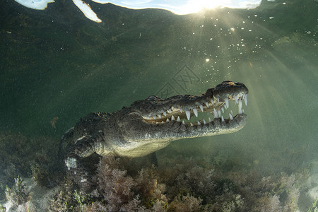 美国墨西哥的鳄鱼高清图片