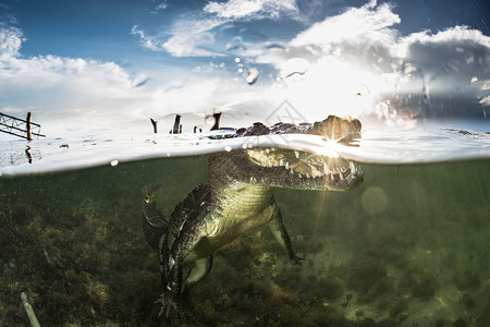 美国墨西哥的鳄鱼高清图片