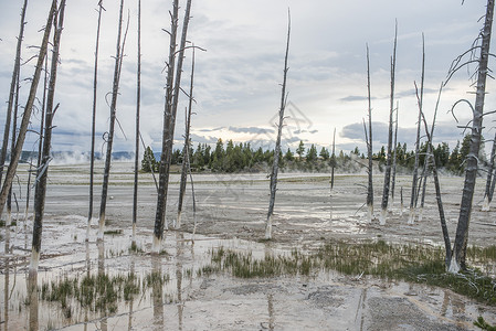 美国怀俄明黄石公园死树和矿湖图片