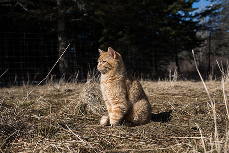 猫的肖像坐在田野向远看图片