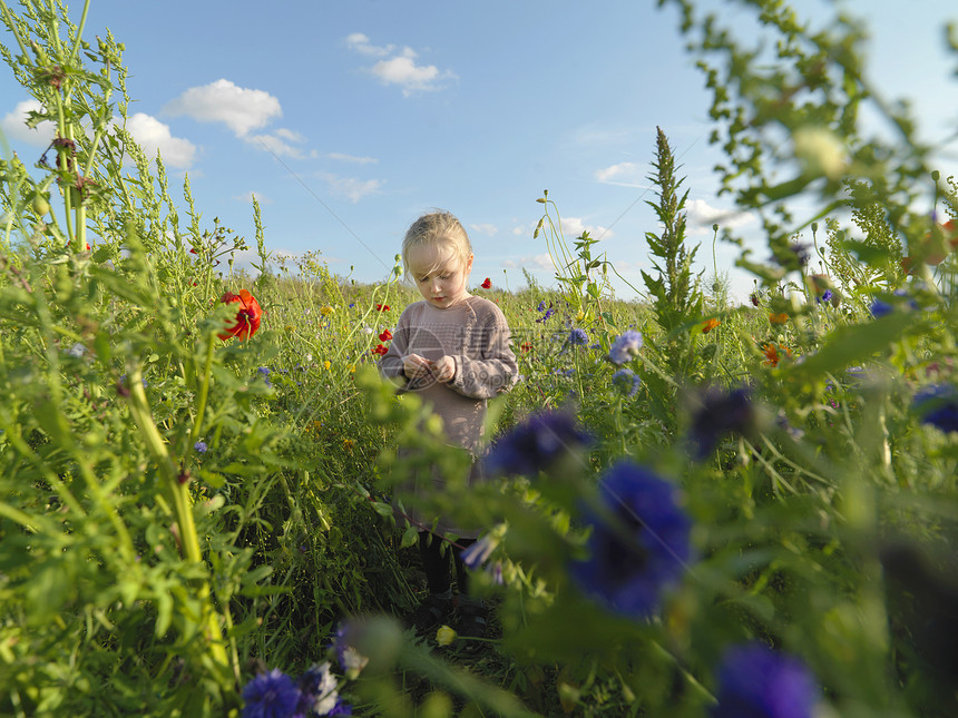 丹麦霍维斯塔登哥本哈根野花丛里低着头的孩子图片