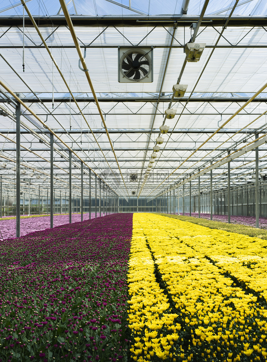 现代荷兰温室中越来多种类繁的菊花荷兰ZuidHollandMaasdijk图片