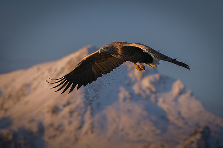 白尾海鹰动物主题自然界高清图片