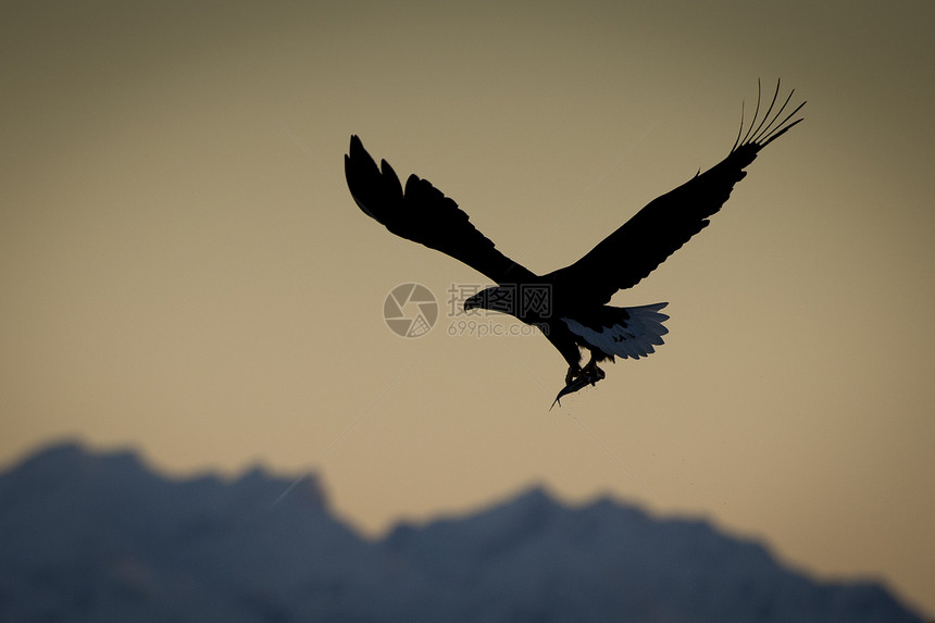 白尾鹰Halieetusalbicilla飞行中捕猎钓鱼OiLofoten挪威诺德兰图片