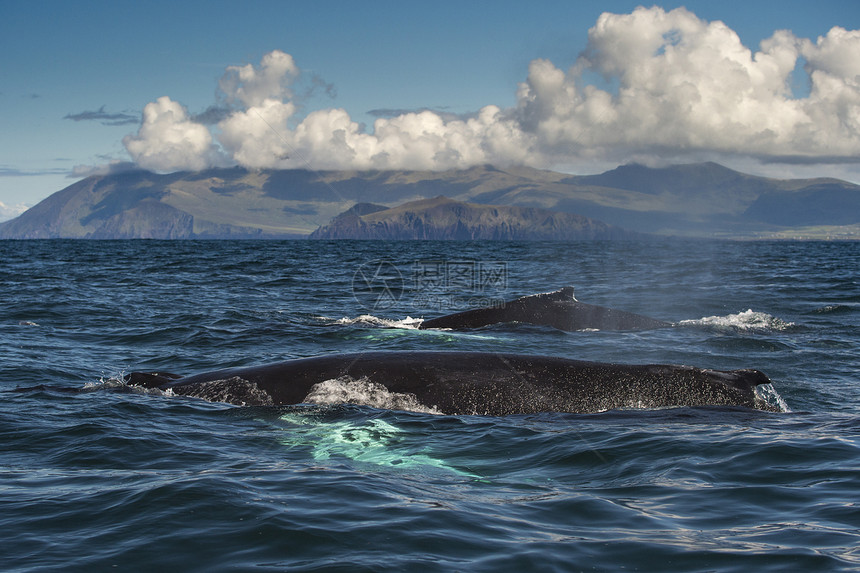 两头座背鲸Megapteranovaeangliae一起游泳爱尔兰克里丁格尔图片