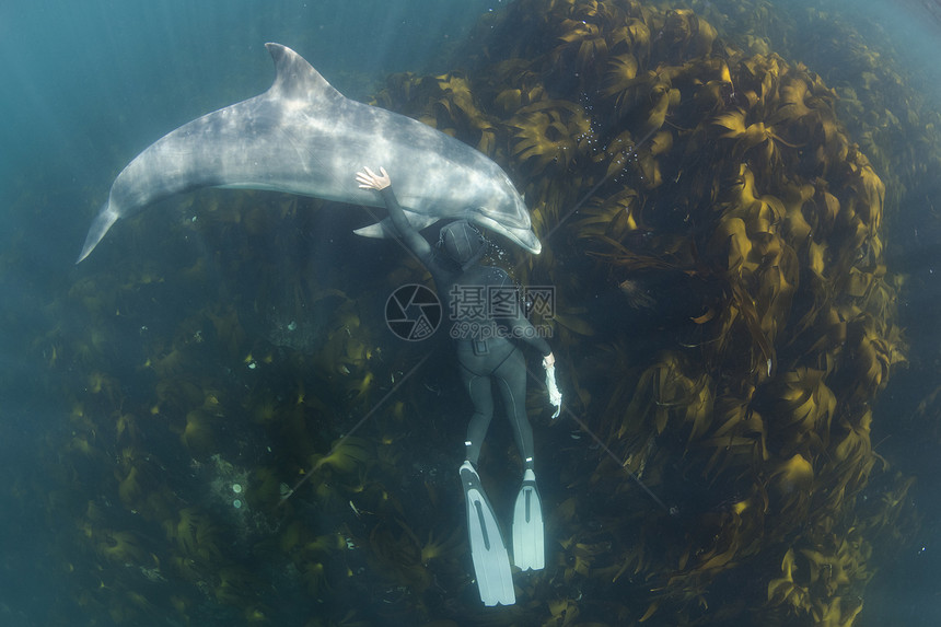 爱尔兰克拉里岛杜林市Doolin高视与Bottolnose海豚Tursiopstruncates自由潜水的妇女图片