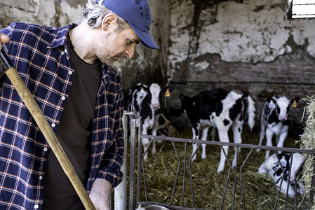 男人真人清洁牛用笔的农场奶业工人背景
