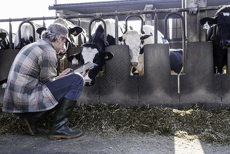 奶业农场工人检查其奶牛的福利阳光高清图片素材