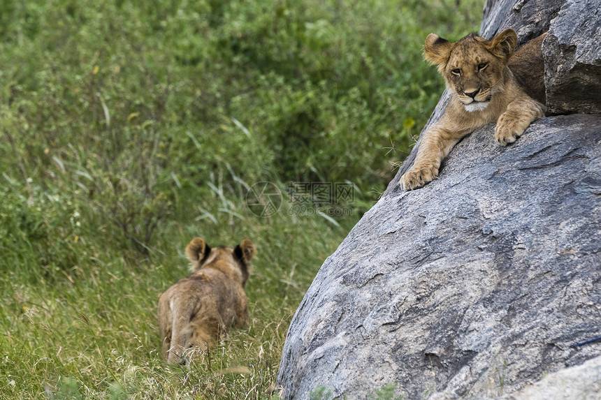 坦桑尼亚塞伦盖蒂公园塞伦内拉两只狮子幼崽美洲狮狮子一只骑在kopje上另一只在草地上行走图片