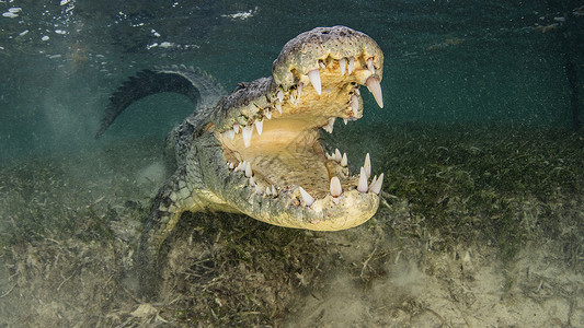 美国盐水鳄下巴开着墨西哥钦索罗班克斯高清图片