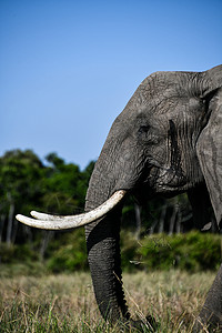 微分聚焦肯尼亚马赛拉大象背景