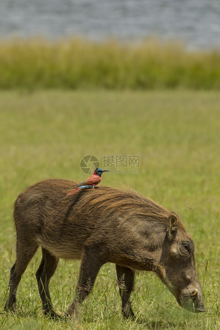 乌干达默奇森瀑布公园背上背着啄牛鸟的野猪图片