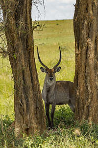 羚羊乌干达穆尔奇松瀑布公园图片