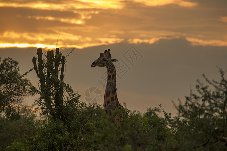 长颈鹿乌干达穆尔奇松瀑布公园图片