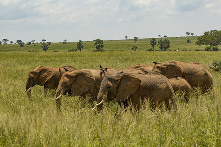 乌干达穆尔奇松瀑布公园长草大象非洲图片