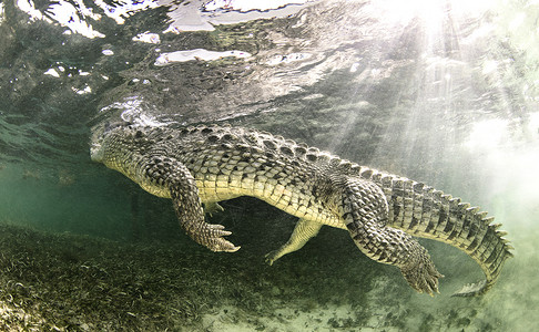 美国盐水鳄鱼墨西哥高清图片