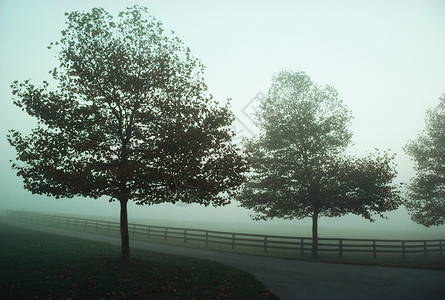 雾中路边的树图片