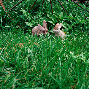 草地上两只玩具兔子图片
