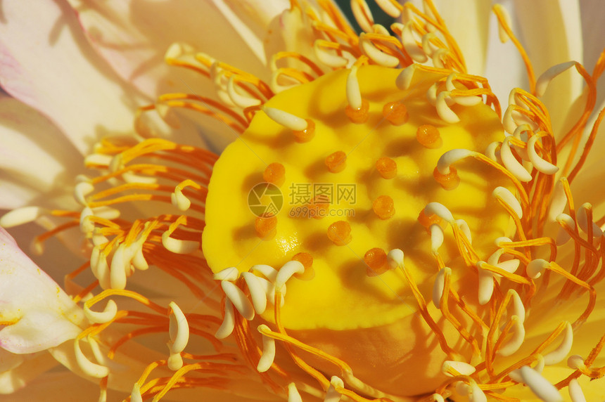 黄色花朵的微距特写图片