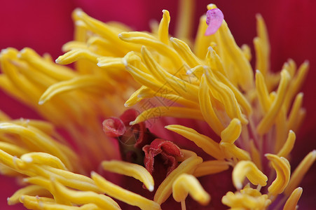 粉红色花瓣的黄色花蕊的微距图片