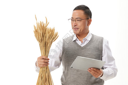农业科研人员研究小麦麦穗高清图片素材