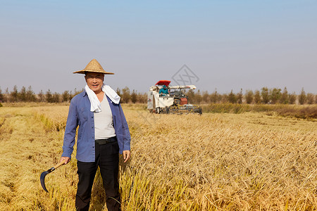 秋季农民田野里收割水稻东方人高清图片素材