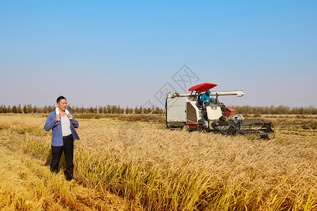 农民行走在金色稻田里图片