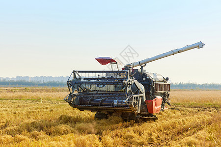 金色秋稻田收割机器背景
