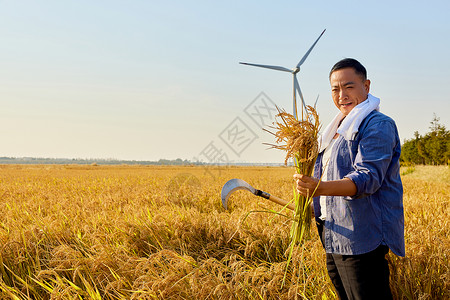 稻田里拿着稻谷秋收农民形象图片