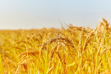 金黄的秋天饱满金黄的水稻稻穗背景