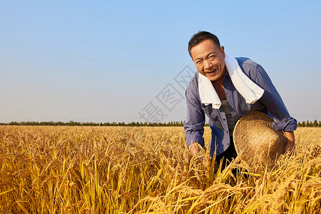 秋天农民查看水稻健康中国人高清图片素材