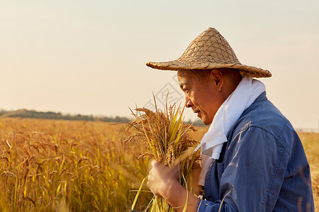稻田里闻稻谷气味的农民形象图片