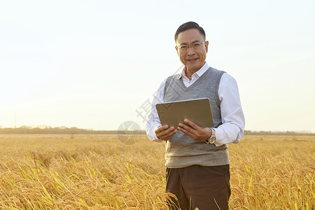 在稻田里考察农作物的农业科研人员稻穗高清图片素材