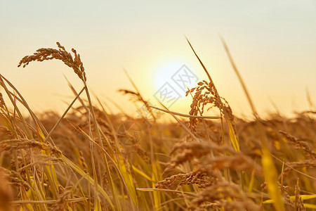 秋季夕阳下的水稻田野高清图片素材