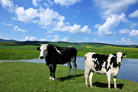面水夏日草原上的奶牛背景