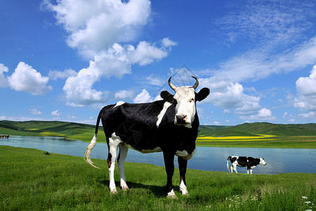 面水夏日草原上的母牛背景
