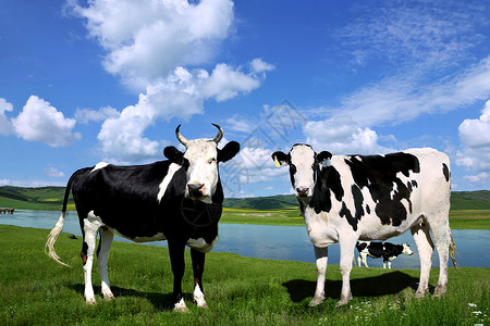 夏日草原上的奶牛高清图片