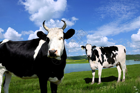 面水夏日草原上的奶牛背景