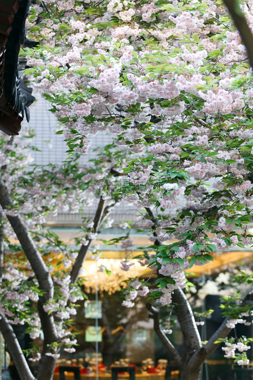 自然美餐厅庭院樱花图片