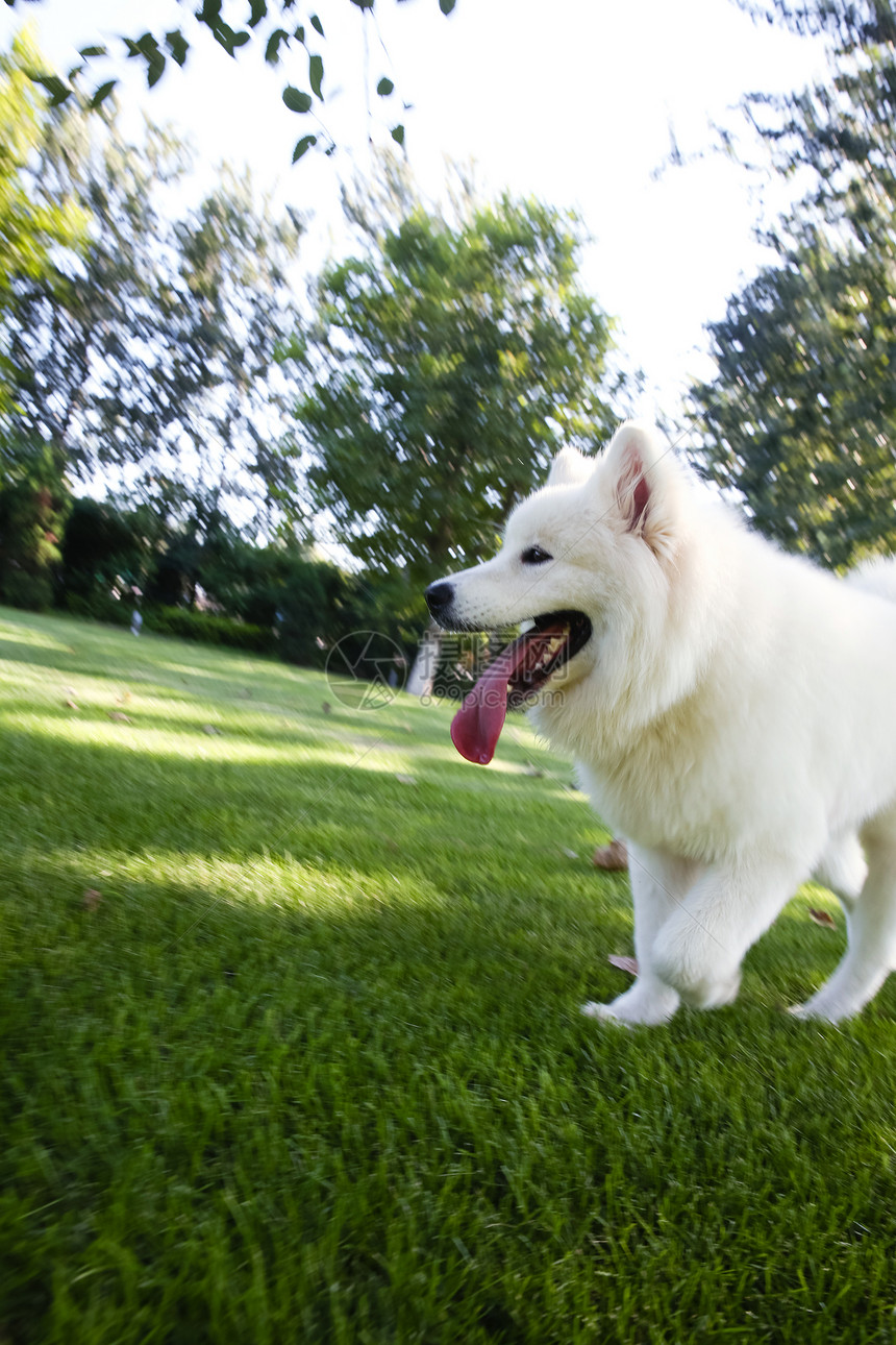 动物白昼萨摩犬狗图片