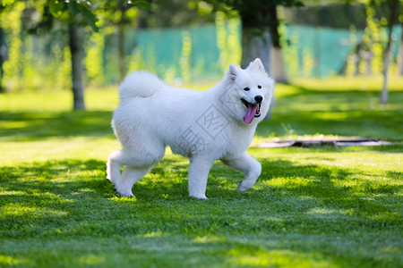 太阳活动动物白昼萨摩犬狗背景