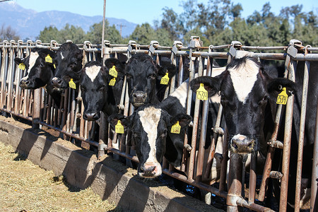 奶牛牧场动物群自然头高清图片